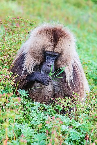 Ethiopia. North Gondar. Simien Mountains National Park. Lone male Gelada baboon. Art Print